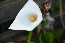 DSC_8478.jpg