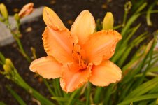 DSC_0134.jpg