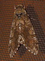 Moth3.jpg