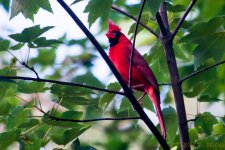 DSC_9910.jpg