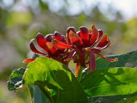 Calyanthus.jpg