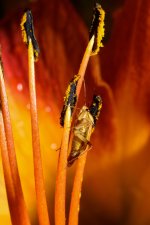 macro40.jpg