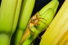 macro41.jpg
