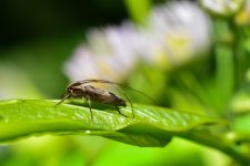 macro42.jpg