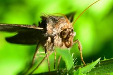 moth2.jpg