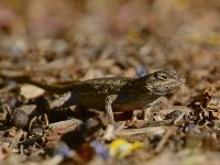 Lizard.jpg