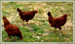 Three Brown Chickens.jpg