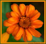 Orange Zinnia.jpg