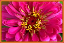 Pink Zinnia.jpg