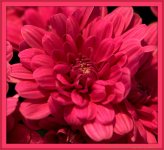 Pink Mum.jpg