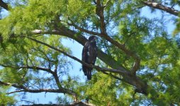 DSC_0111.jpg