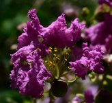 DSC_7772.jpg