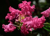 DSC_7775.jpg