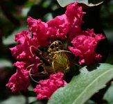 DSC_7782.jpg
