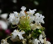 DSC_6981.jpg