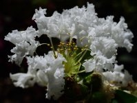DSC_7778.jpg