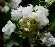 DSC_7781.jpg