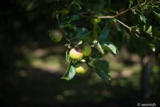 early apples 2.jpg