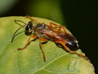 DiggerWasp.jpg