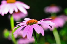 flower10.jpg