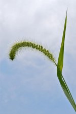 DSC_0099.jpg
