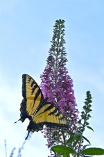 DSC_0129.jpg