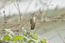 DSC_0136.jpg