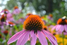 DSC_0119.jpg
