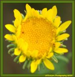 Yellow Sunflower Weed.jpg