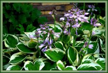 Hosta's.jpg