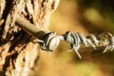 DSC_2883_webshot.jpg