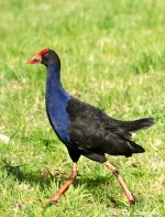 Pukeko LOL.jpg