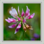 Clover.jpg