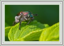 DSC_1807.jpg
