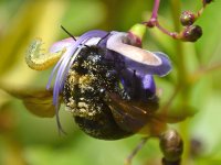 Bee3.jpg