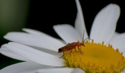 DSC_1392.jpg