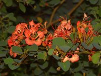 Bauhinia.jpg