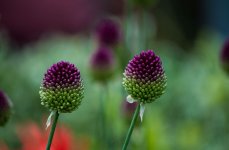 DSC_1430.jpg