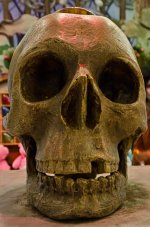 skull-1.jpg
