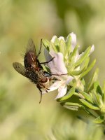 Fly.jpg