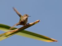 Hummer2.jpg