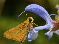 Skipper.jpg
