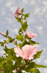DSC_0156.jpg