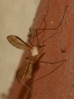Mosquito2.jpg