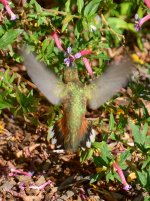Hummer7.jpg
