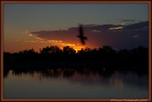 Sunset Photo Bombed by a Bird.jpg