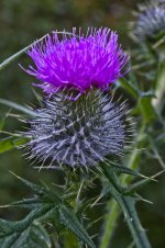 DSC_9307 web.jpg