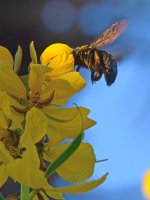Bee.jpg