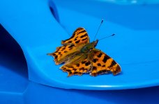 butterfly.jpg