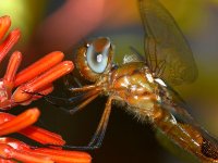 DragonFly9.jpg